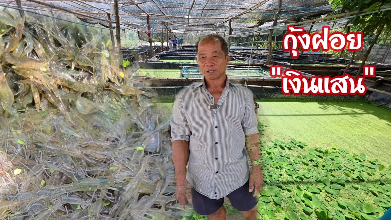 กุ้งฝอยเงินแสน!!จาก 2 บ่อ!!ทุกวันนี้ 35 บ่อเป็นที่ต้องการมาก..ยอดจองถล่มทลาย