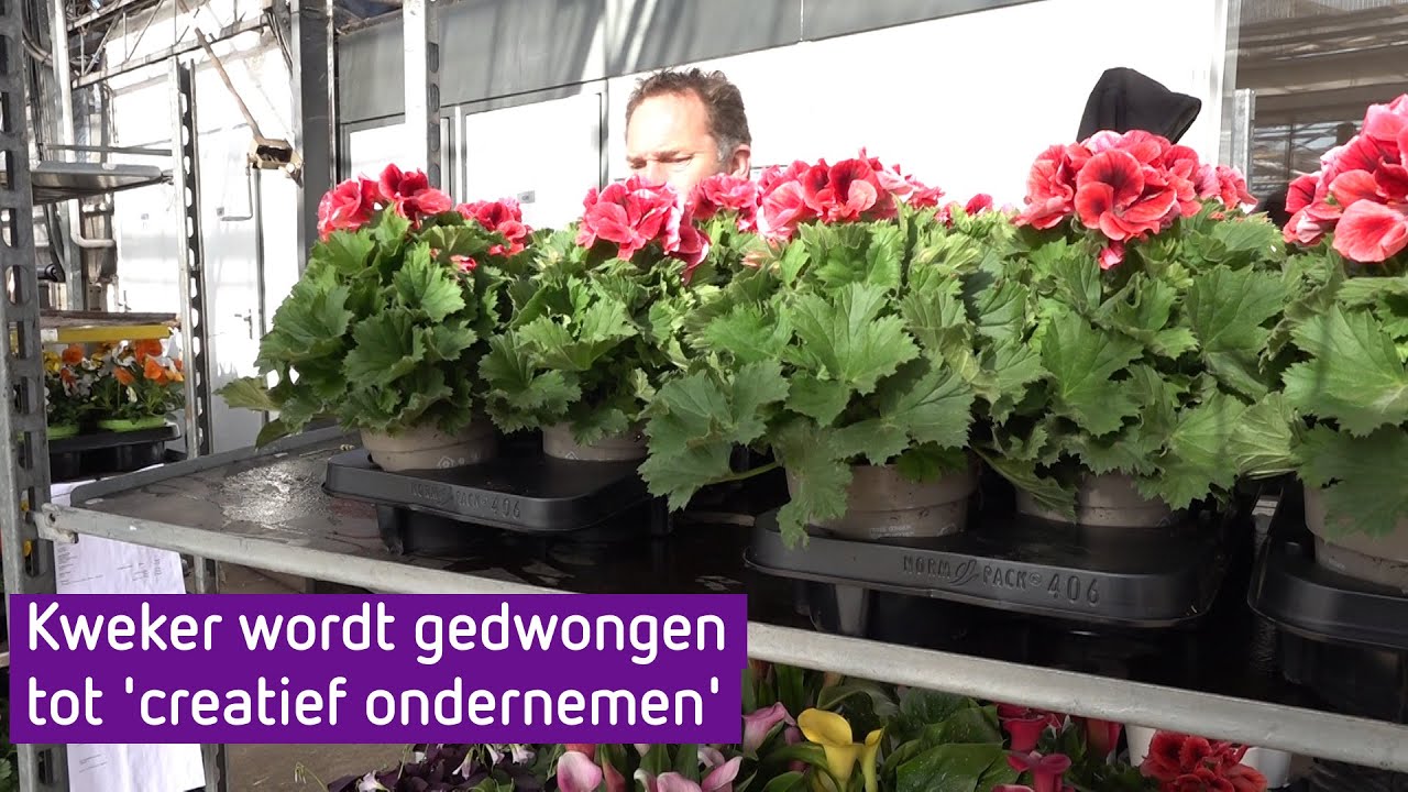 Kwekerij in Huissen zit met miljoen planten in de maag