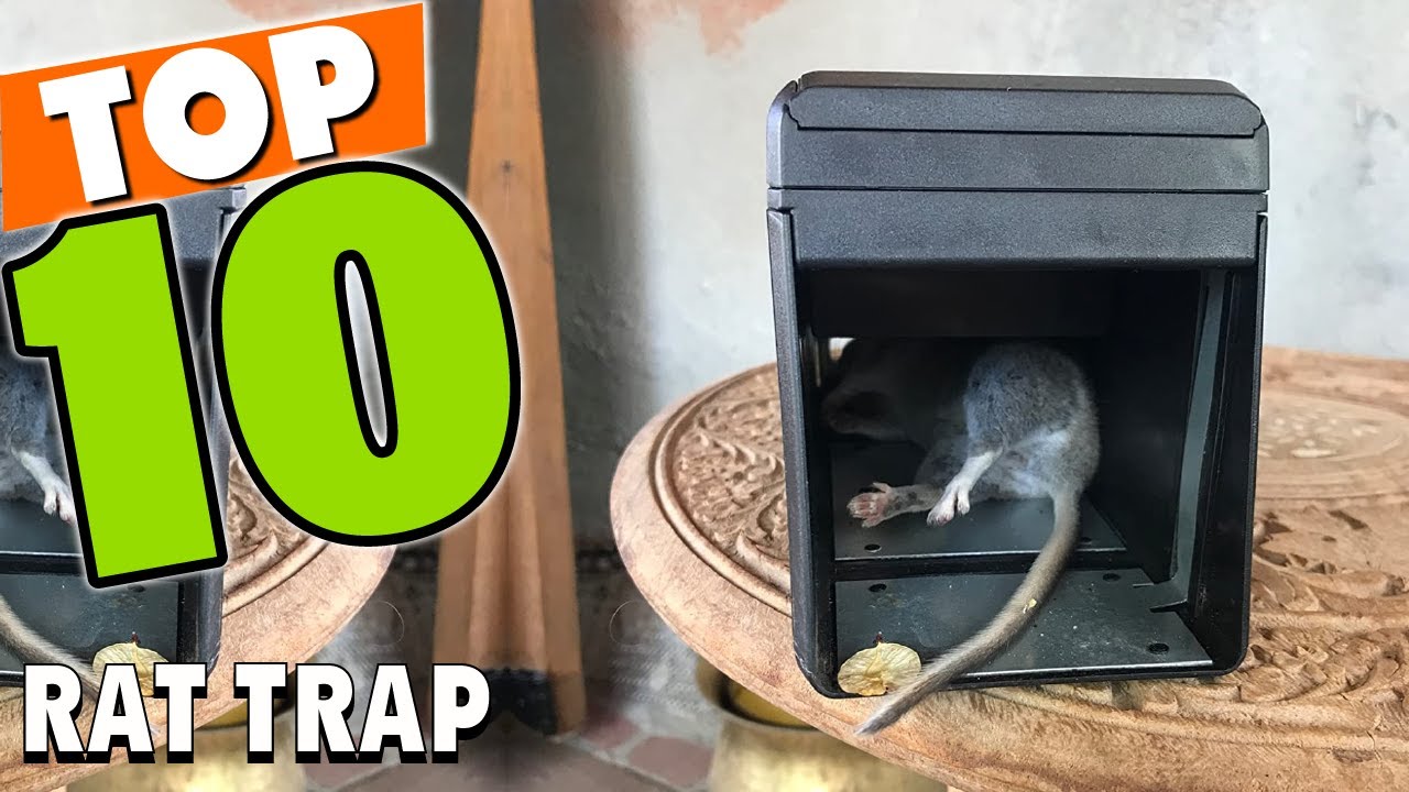 Best Rat Trap In 2025 - Top 10 Rat Traps Review
