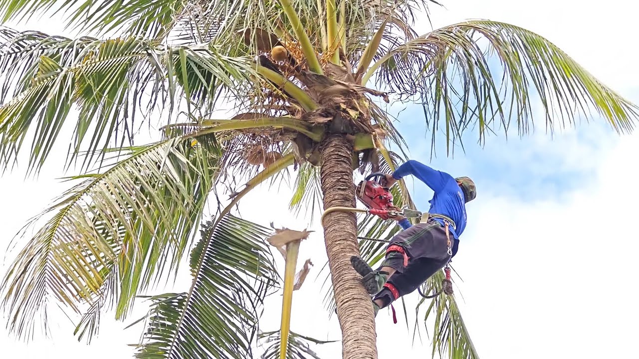 Cưa hai cây Dừa Cao Siêu Trái gần nhà trong hồ Ô Tà Sóc.