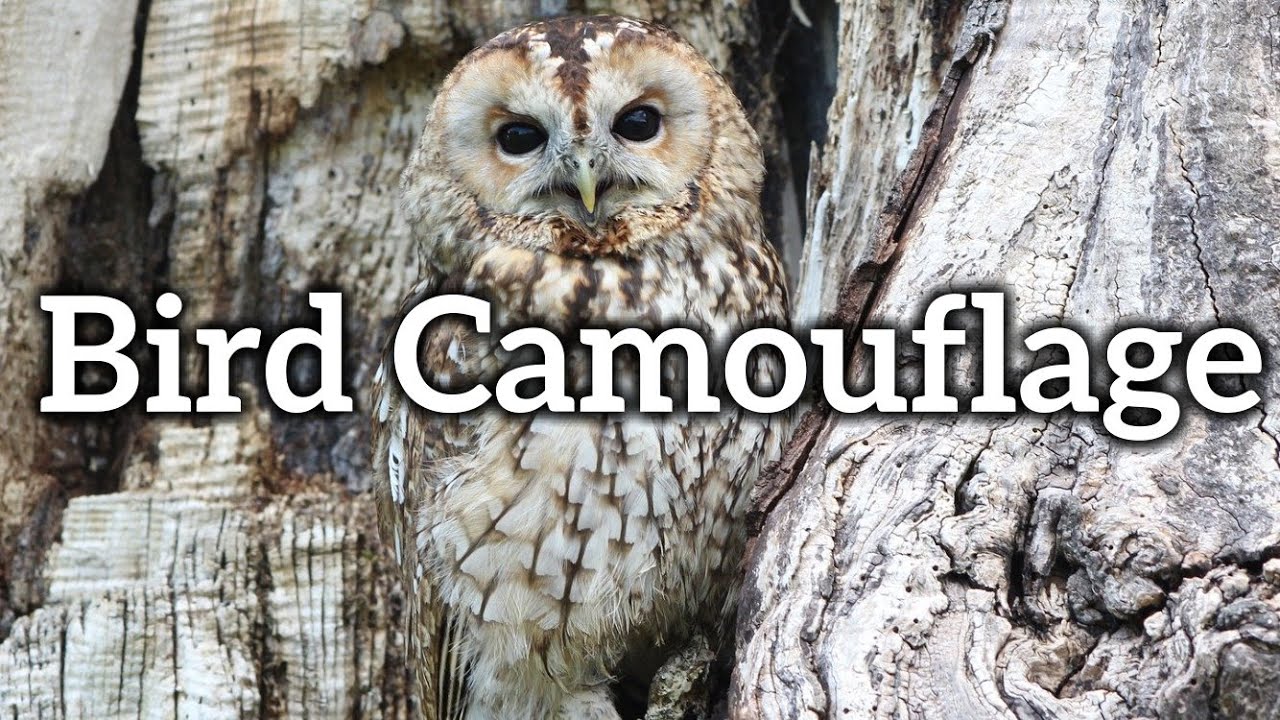 Types of Bird Camouflage - How Birds Stay Hidden