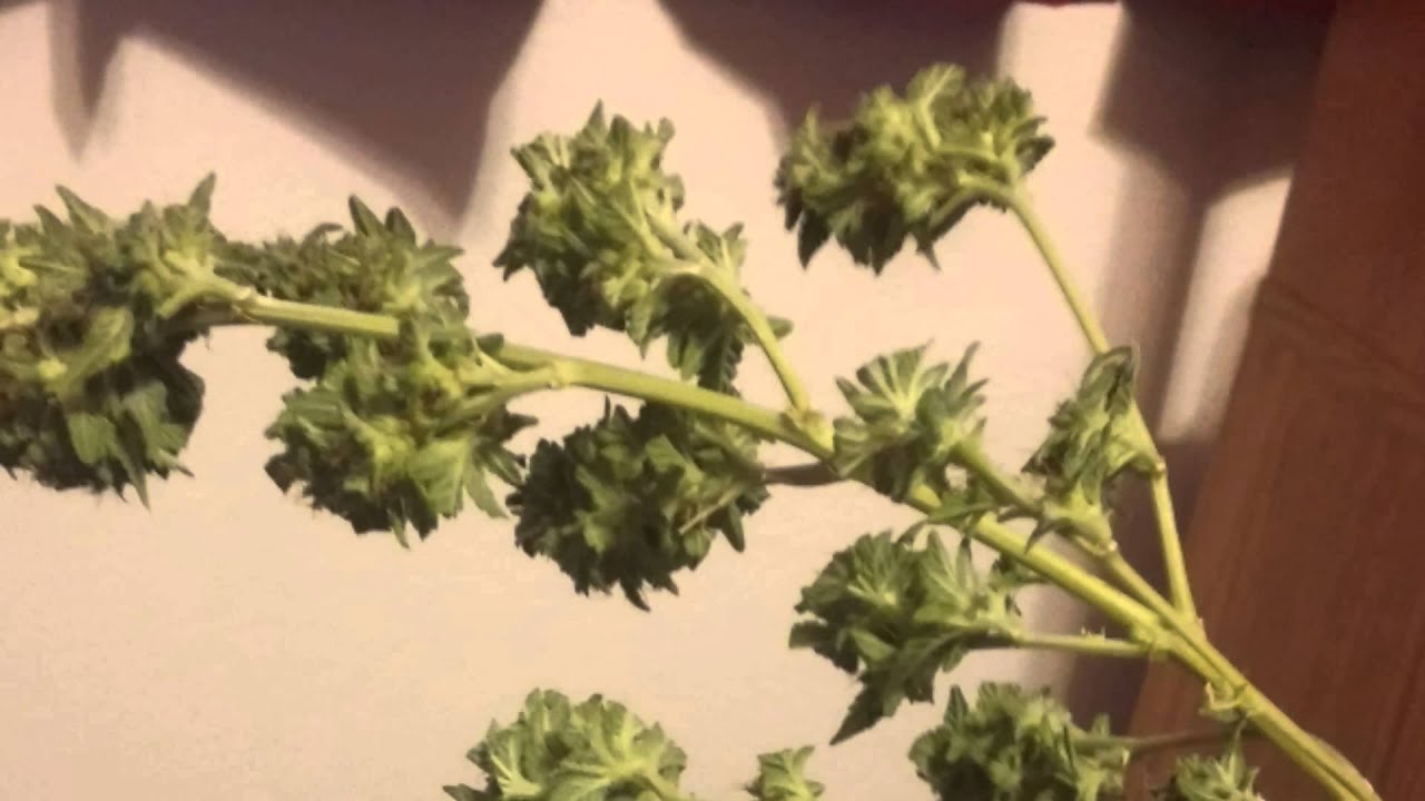 White widow harvest 102 grams