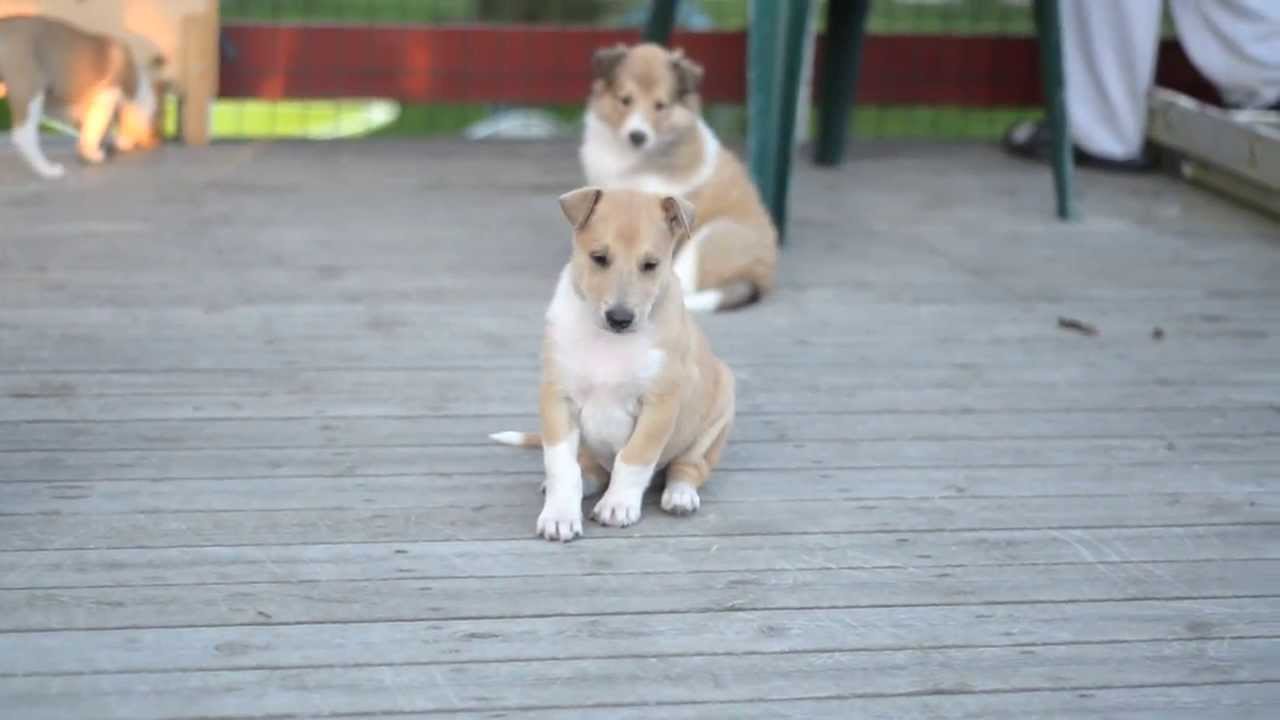 Smooth Collie PUPPIES - 5 weeks