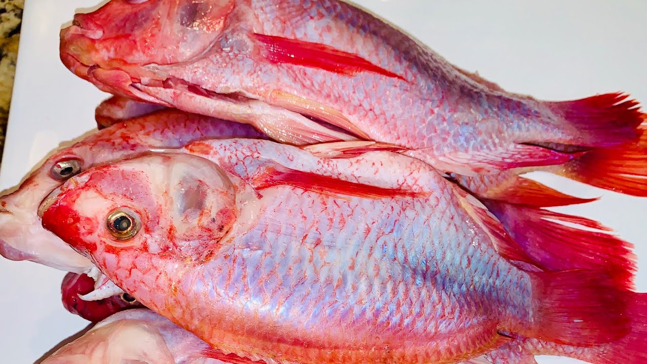 Whole Tilapia two ways - baked and fried