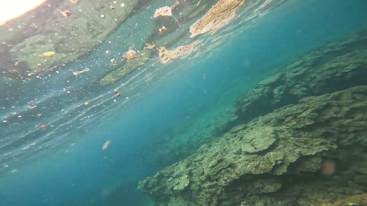 【奄美大島】海中さんぽ