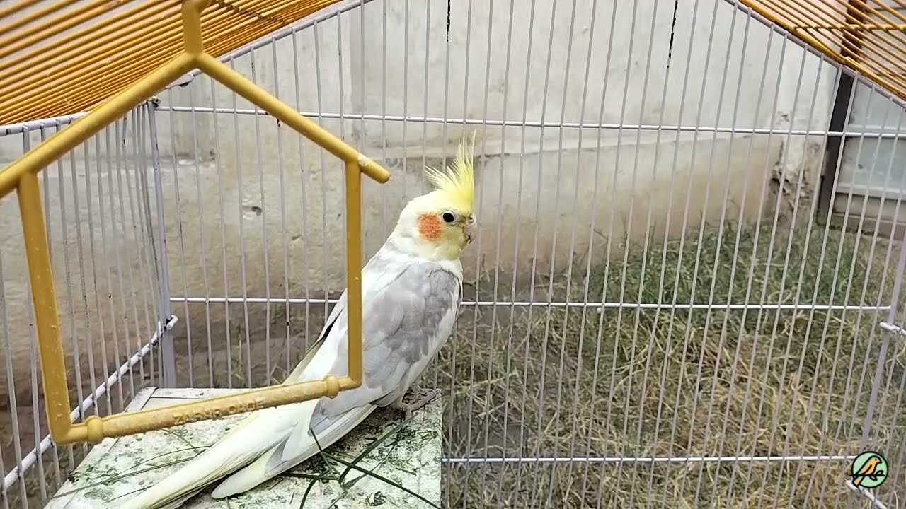 When male cockatiel parrot are getting sad & lonely 🥺🙁
