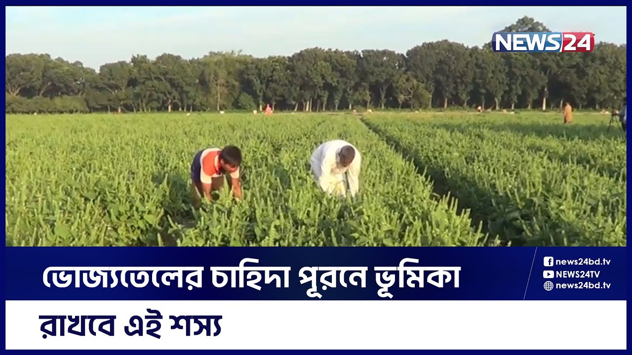 দিনাজপুরে প্রথমবারের মত চাষ হয়েছে ভোজ্যতেল হিসেবে সম্ভাবনাময় ফসল পেরিলা | Dinajpur News | News24