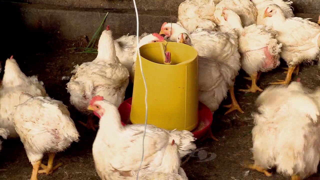 Antibi&oacute;ticos naturales en los pollos | La Finca de Hoy