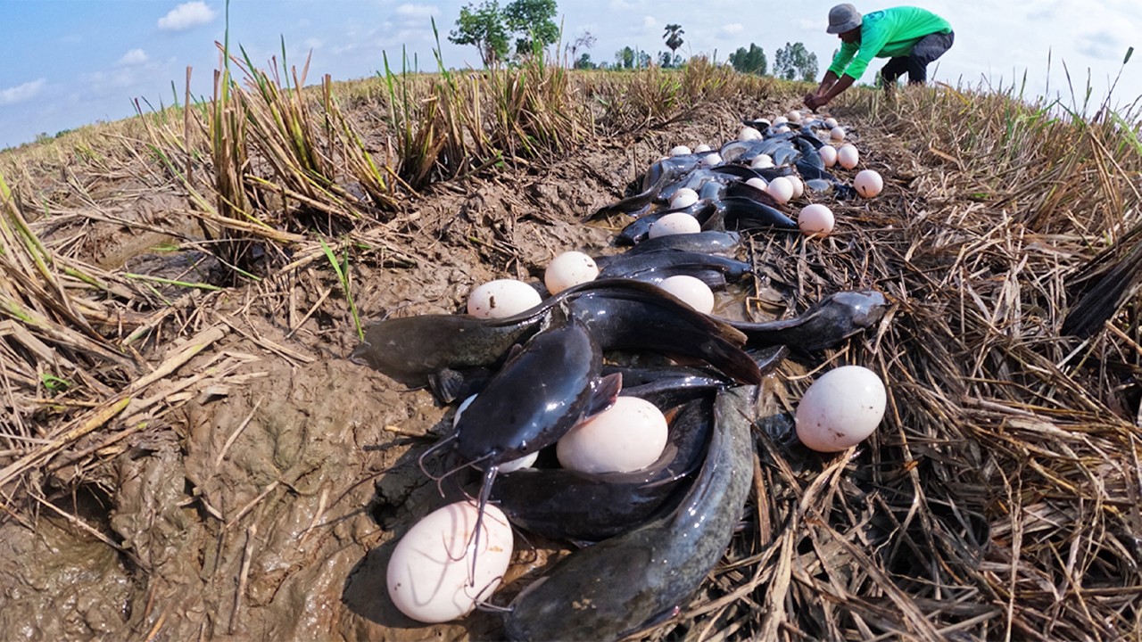 OMG - Amazing skills fisherman catch a lot of fish and pick eggs in mud water in rice field by hand