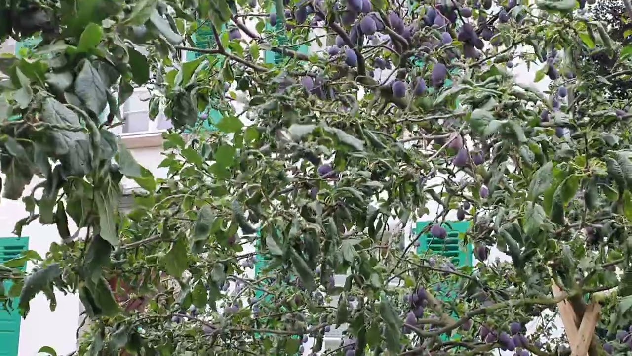 🇩🇪 #leverkusen #Германия