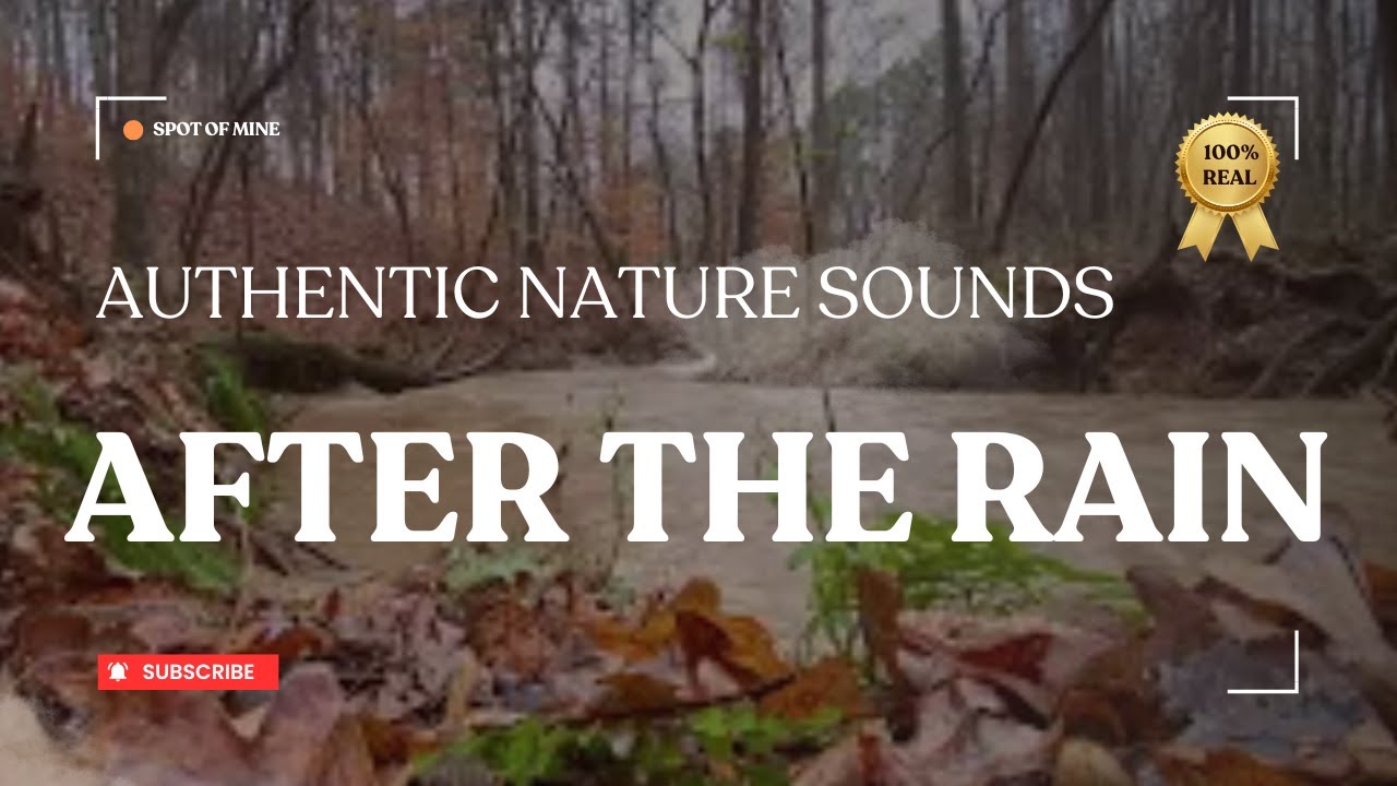 Storm-Swollen Creek with Waterfall | Authentic Nature Ambience for Focus | Creek Life