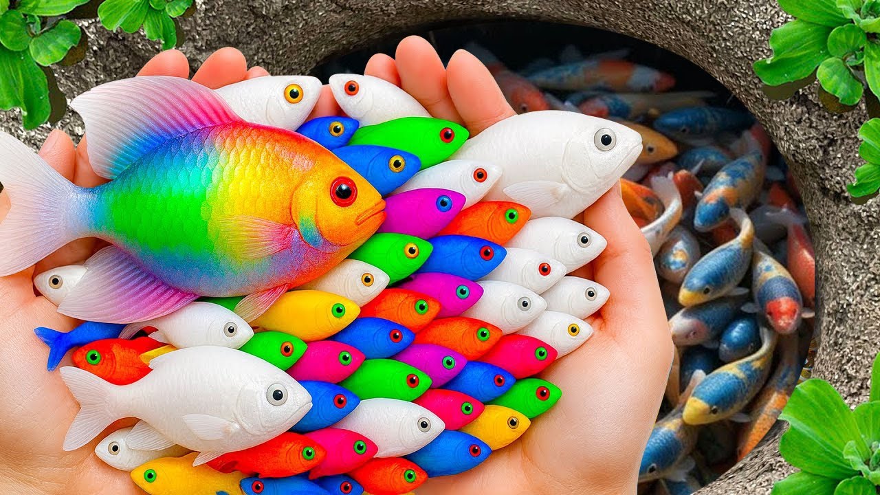 Catch beautiful aquarium fish in colorful surprise eggs, goldfish, baby turtle, rat  fish, koi, eel.