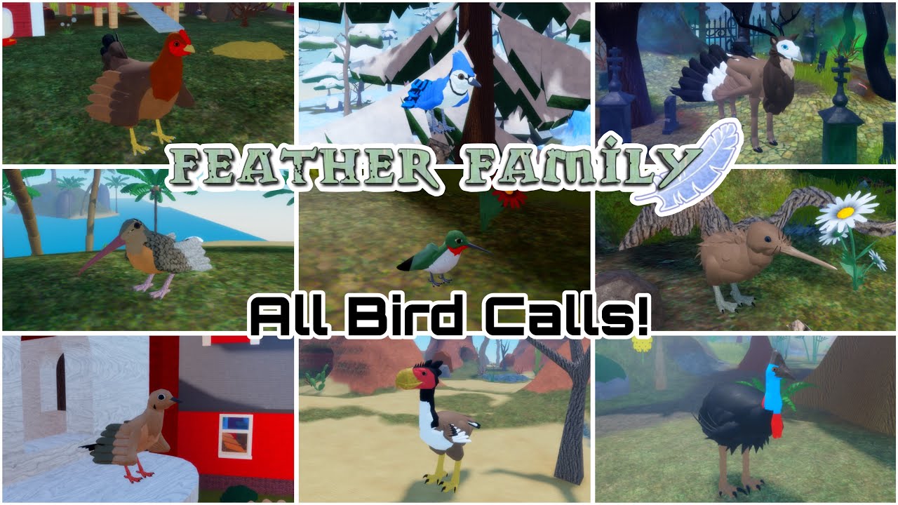 All Feather Family Bird Calls (May 2024)