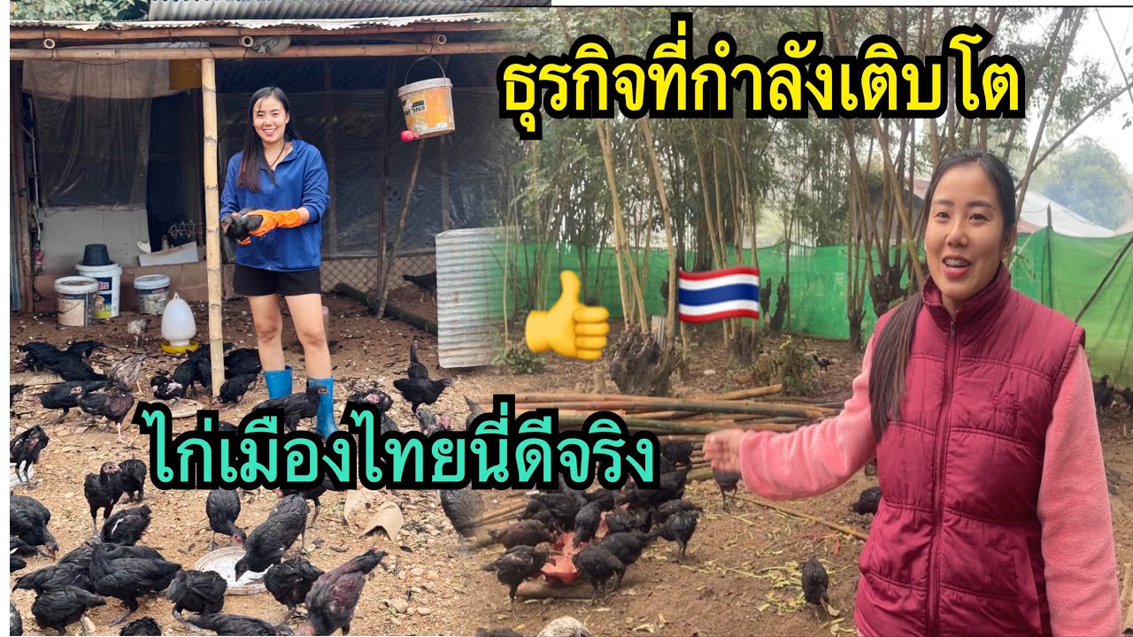 สั่ง🐥จากไทย🇹🇭มาเลี้ยงนี่ดีจริงๆ ธุรกิจตอนนี้กำลังเติบโต ไปได้ด้วยดี😁 #น้องหอมท่าเดื่อ #เลี้ยงไก่บ้าน