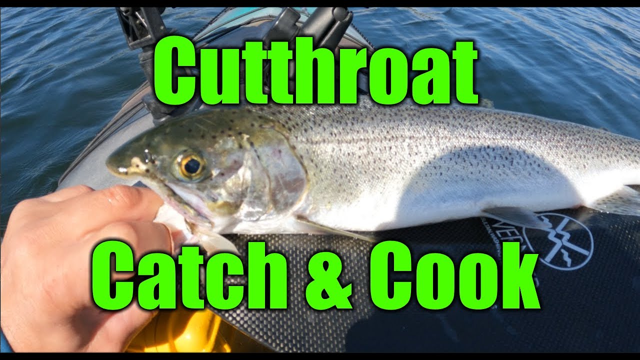 Cutthroat Trout Catch & Cook * Lake Washington * Kayak Fishing