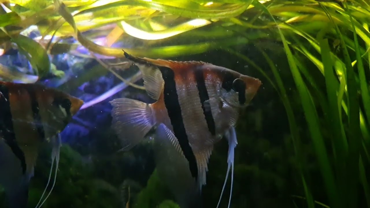 Update van m'n Zuid-Amerika aquarium 20/09/2022.
