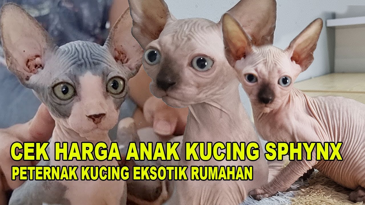 HARGA ANAK KUCING SPHYNX PETERNAK RUMAHAN