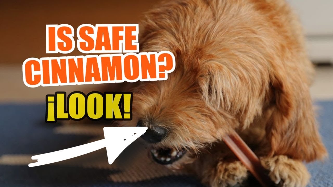 🍪WHAT Happens If I Give CINNAMON to My DOG? 🐶&iexcl;The Truth!