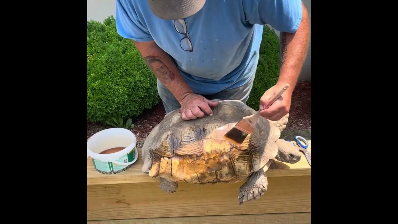 Repairing flaking cracking Tortoise Shell.
