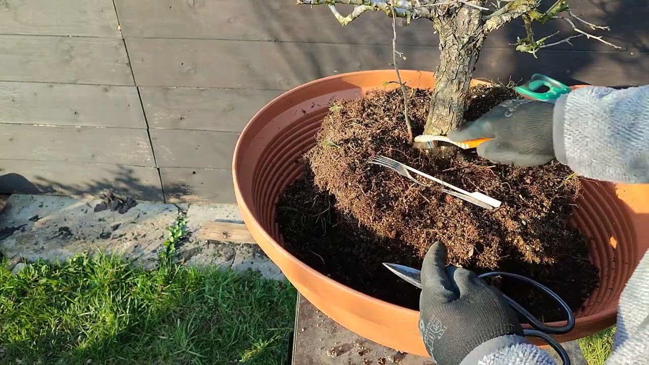 grusza bonsai przesadzanie. pyrus yamadori bonsai repotting
