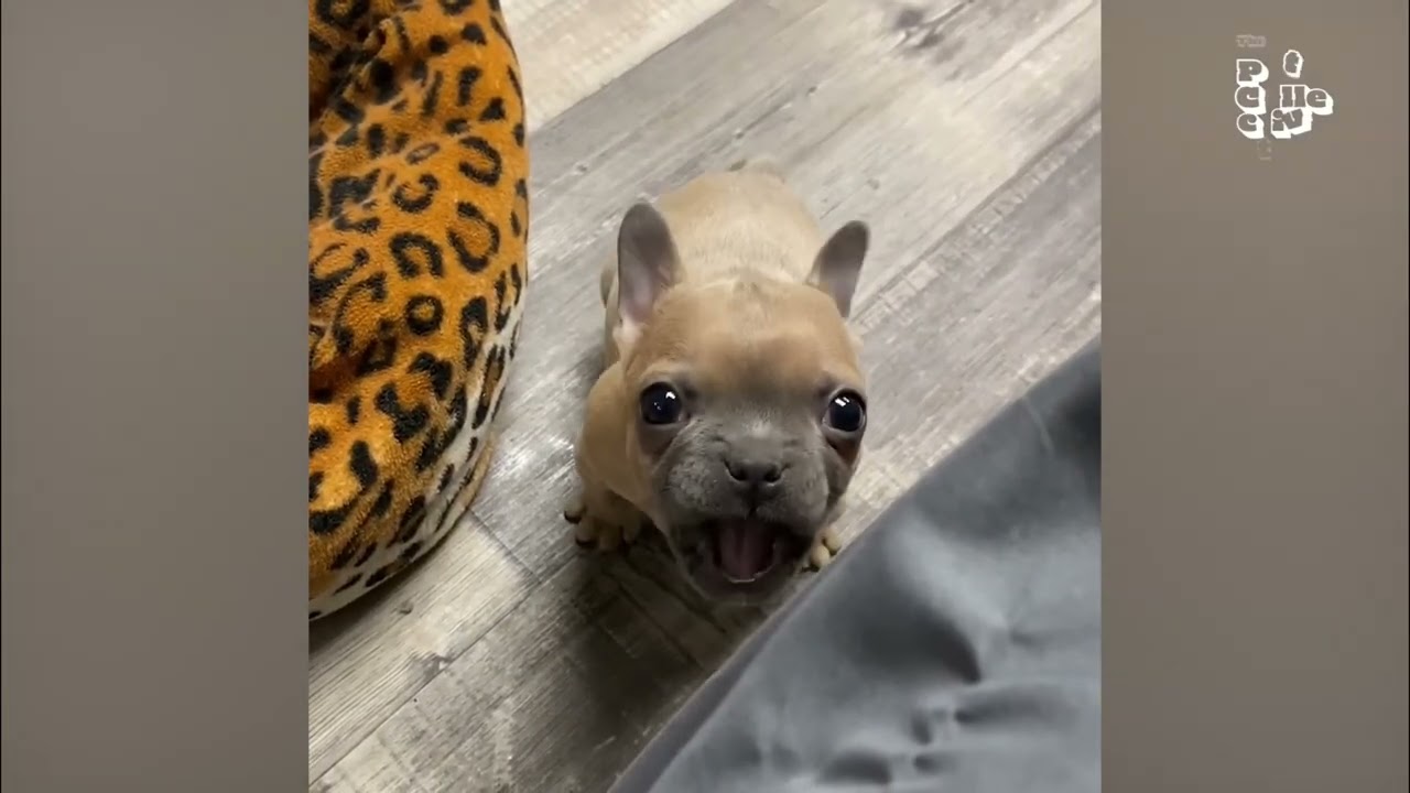 Cute Puppies Playing in Snow & Having a Blast! 