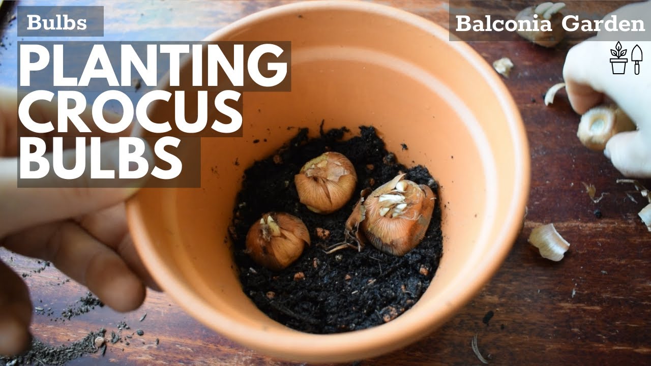 How to Plant Crocus Bulbs (Corms) Into Containers or Pots 🌿 Balconia Garden