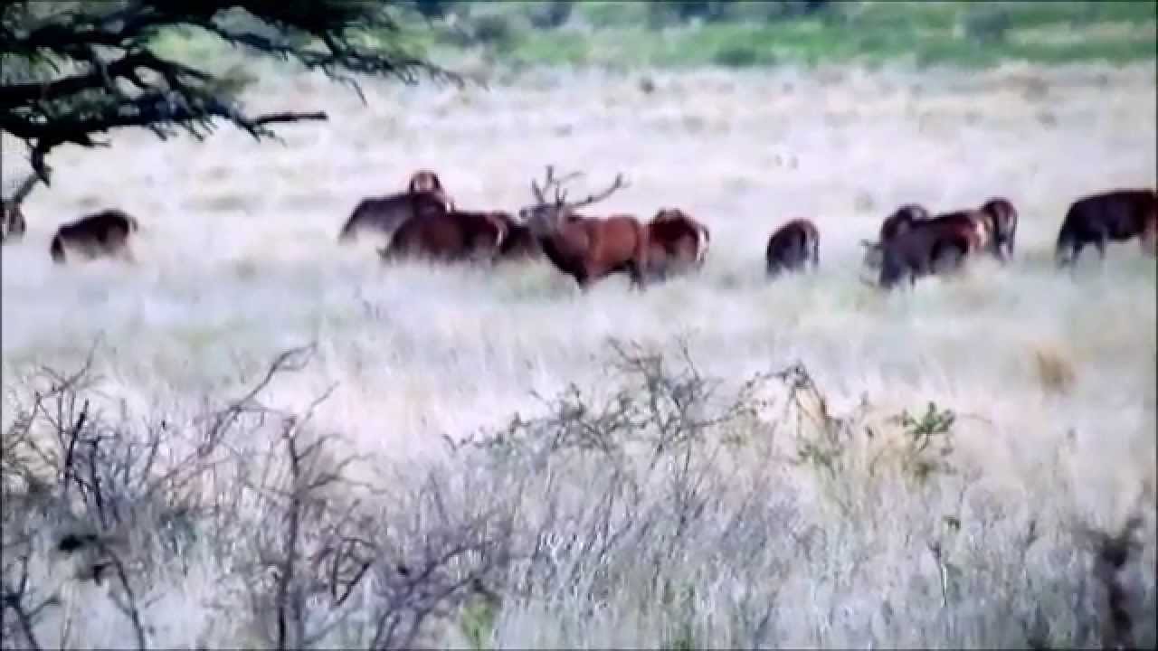Ciervo colorado (Cervus elaphus): Brama en Parque Luro, La Pampa.