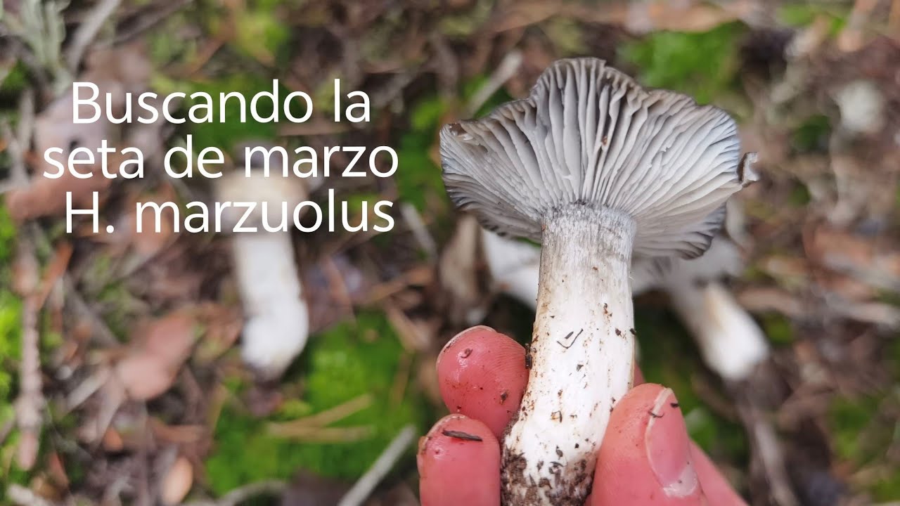 Buscando seta de marzo (2° salida). En su época: marzo. Hygrophorus marzuolus