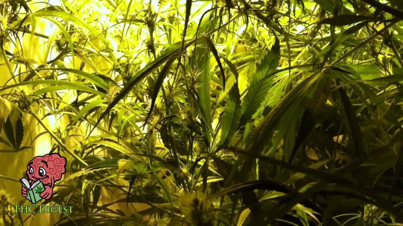How to Grow Hydro Weed Indoors - Attack of the Sativa!