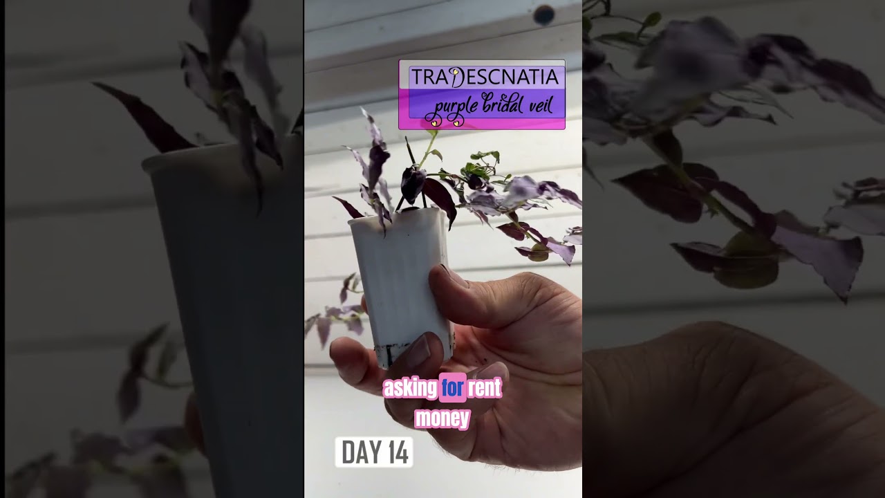 What Can Plant Cuttings Do Anyways!  99 Day Transformation 