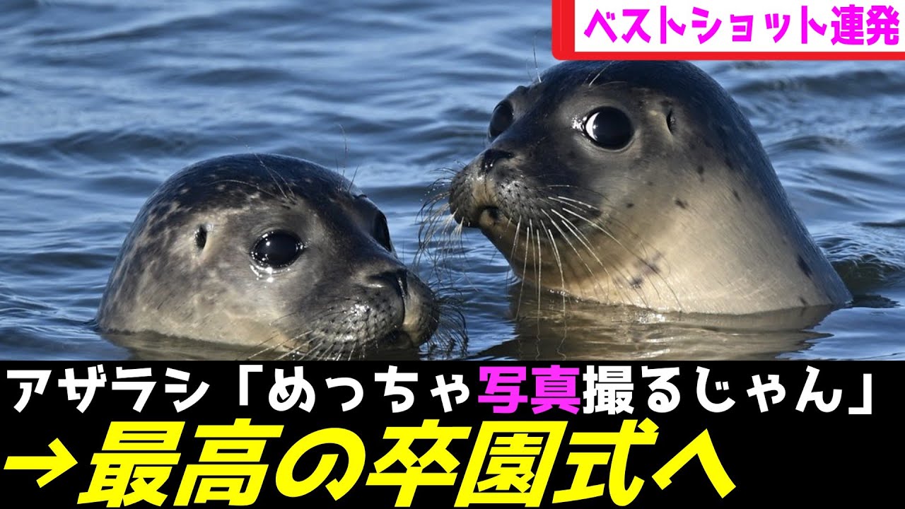 アザラシ幼稚園、リリースで最後のファンサが激写されてしまうwww