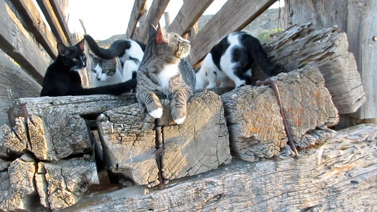 Our Cute Cats #373 - 5 Kittens On Old Ranch Loading Ramp