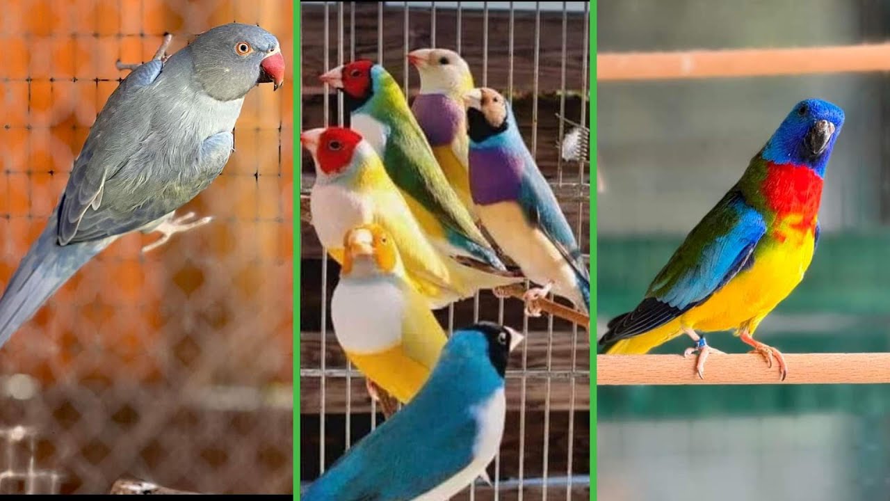 FEIRA DE PÁSSAROS EXÓTICOS DE CARUARU PE 14 06 2024