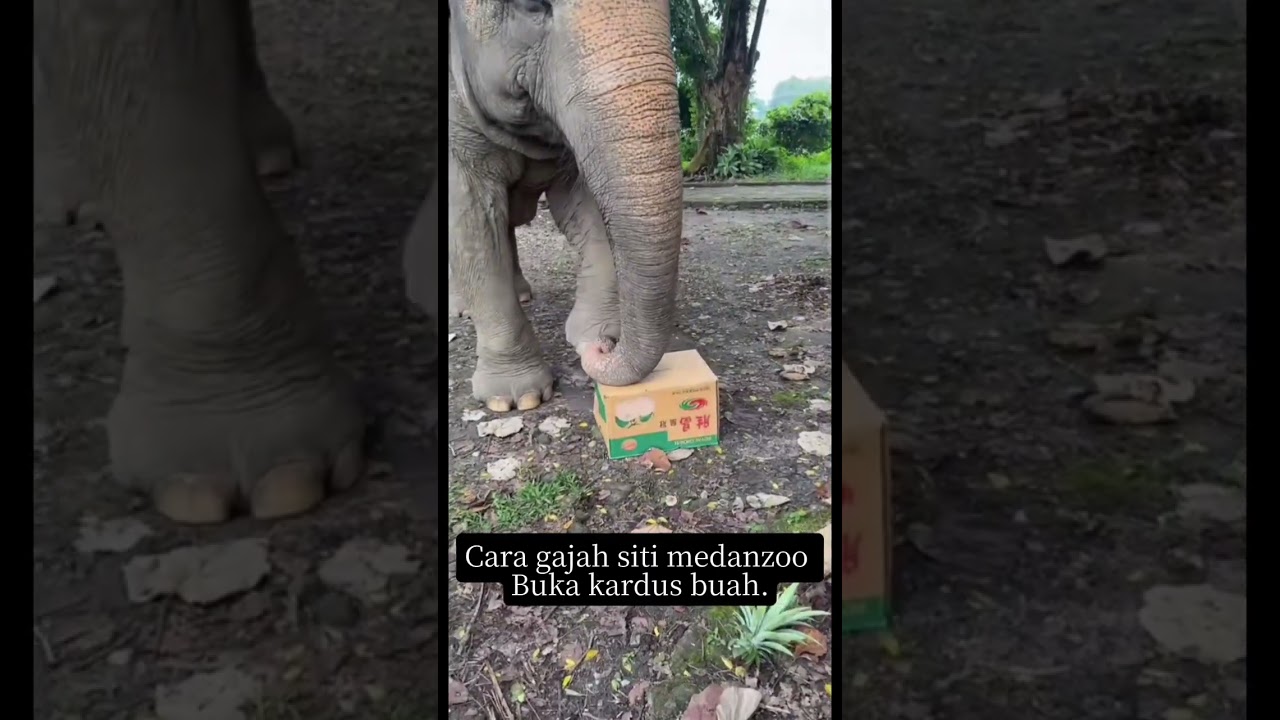 Gajah siti medanzoo bantuin bapak buka kardus buah😱 #shorts
