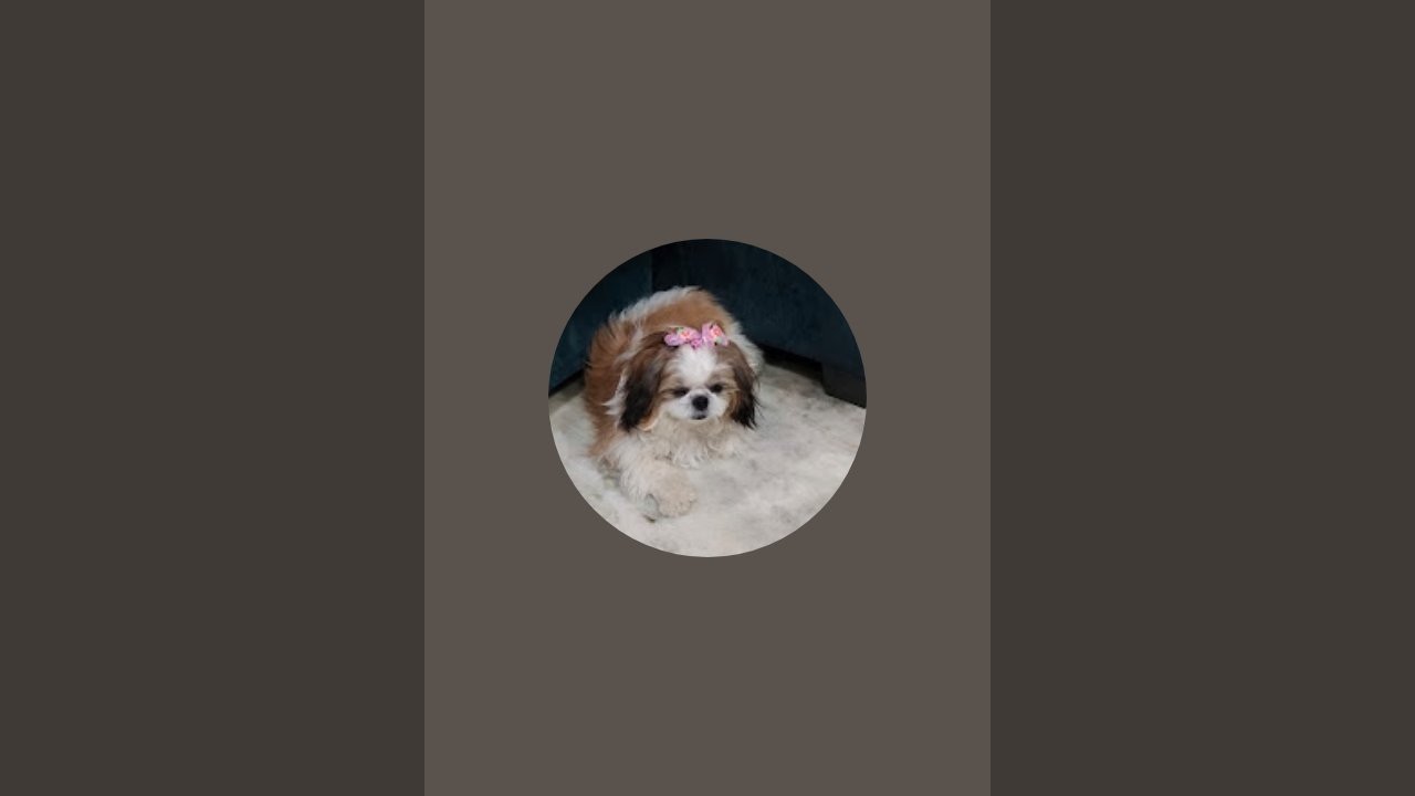 Winnie_the_shihtzu is live! hello everyone swagat hai apka Winnie ki live main keep supporting guys