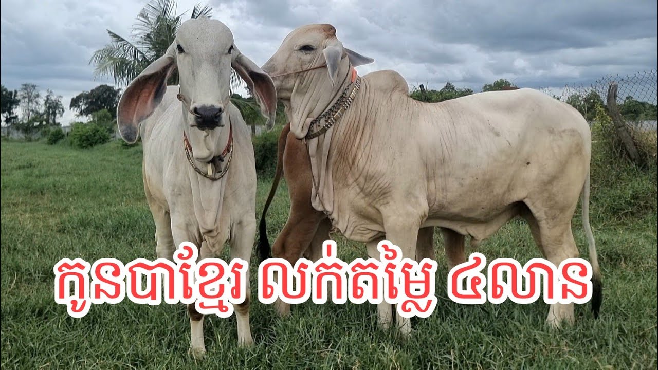 បើកលក់កូនគោបាខ្មែរ តម្លៃ ៤លានរៀល (ចរចា) Handsome bull khmer for sale 1000$