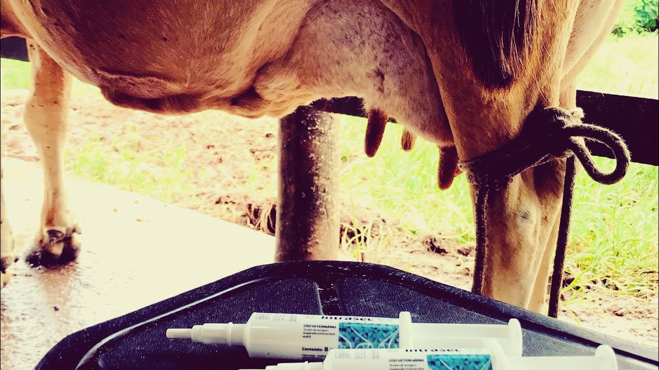 COMO FAZER A SECAGEM DAS VACAS DE FORMA CORRETA