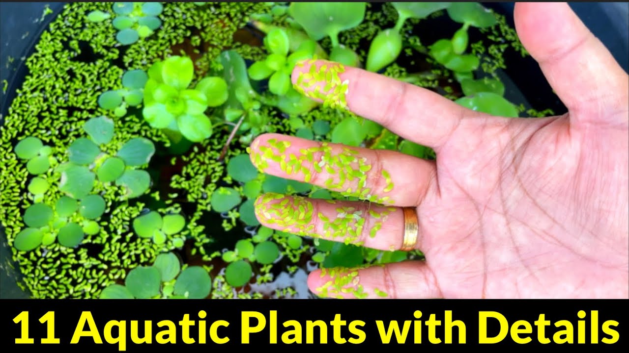 11 Easily Available Aquatic Plants for Fish Pond and Tank | Aquarium Plants Benefits | River Plants