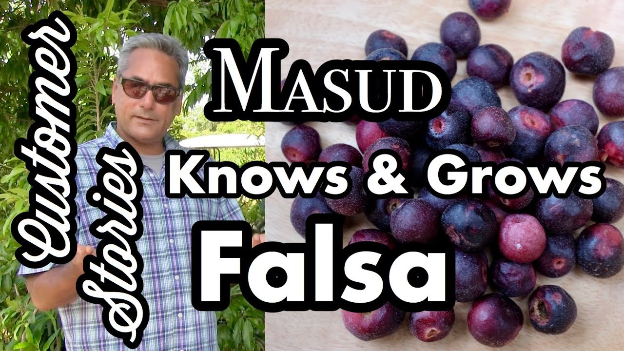 Customer Stories- Masud grows Falsa in Texas!