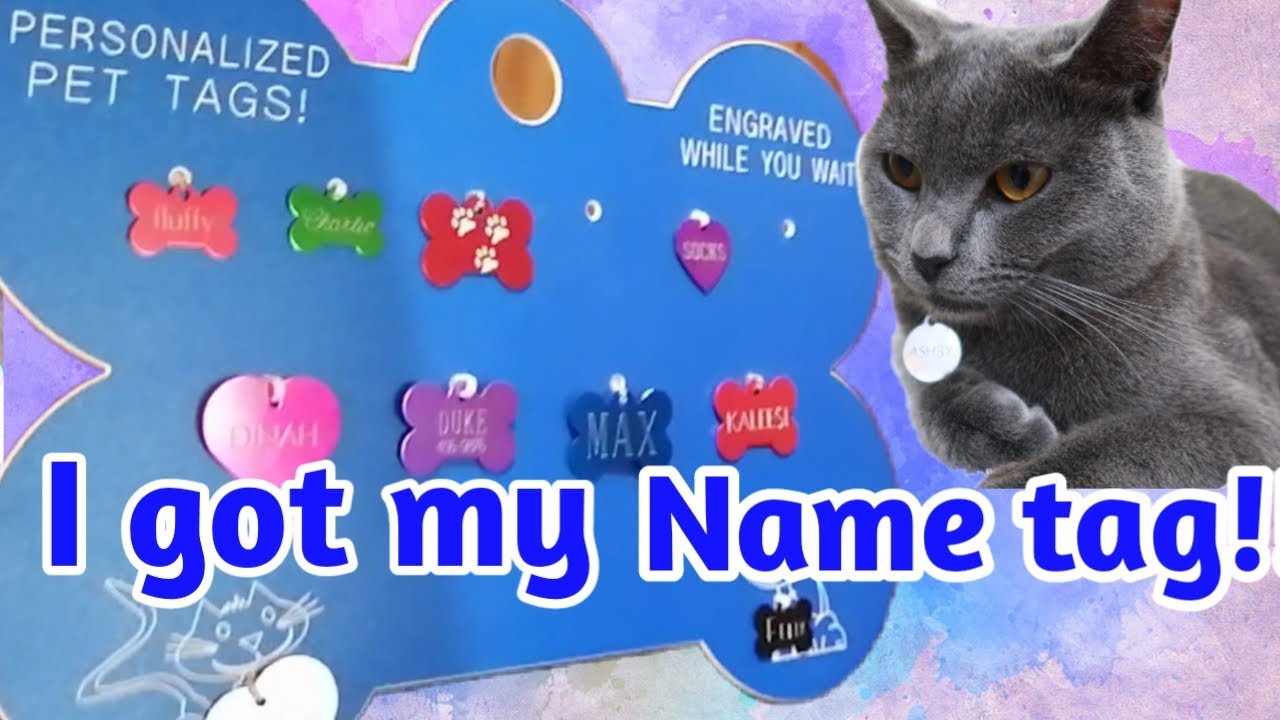 Personalized Name tag for Pets | Petzone Kuwait | Ashby the grey cat