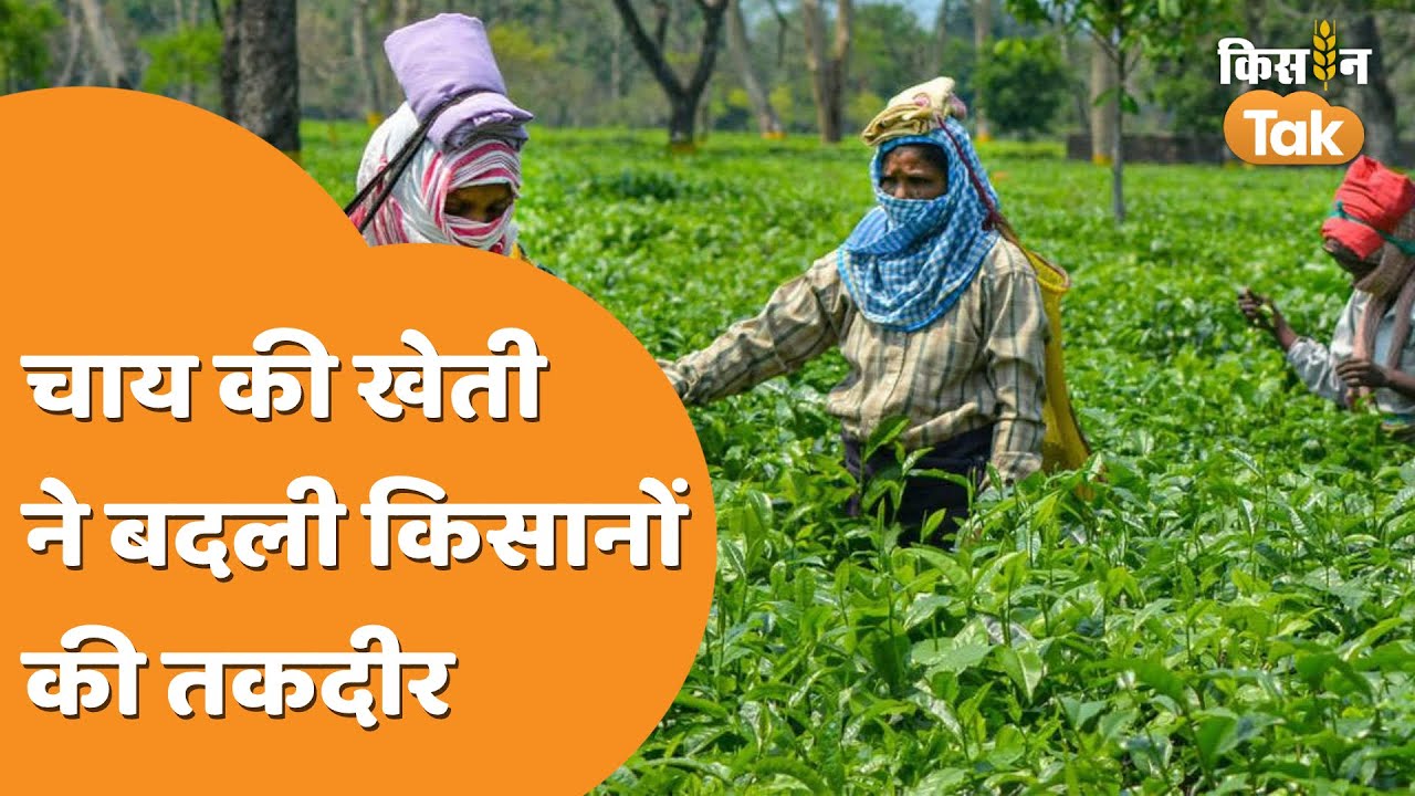 Tea Farming: चाय की खेती से बदली किस्मत, किशनगंज के किसान कमा रहे बढ़िया मुनाफा | Kisan Tak