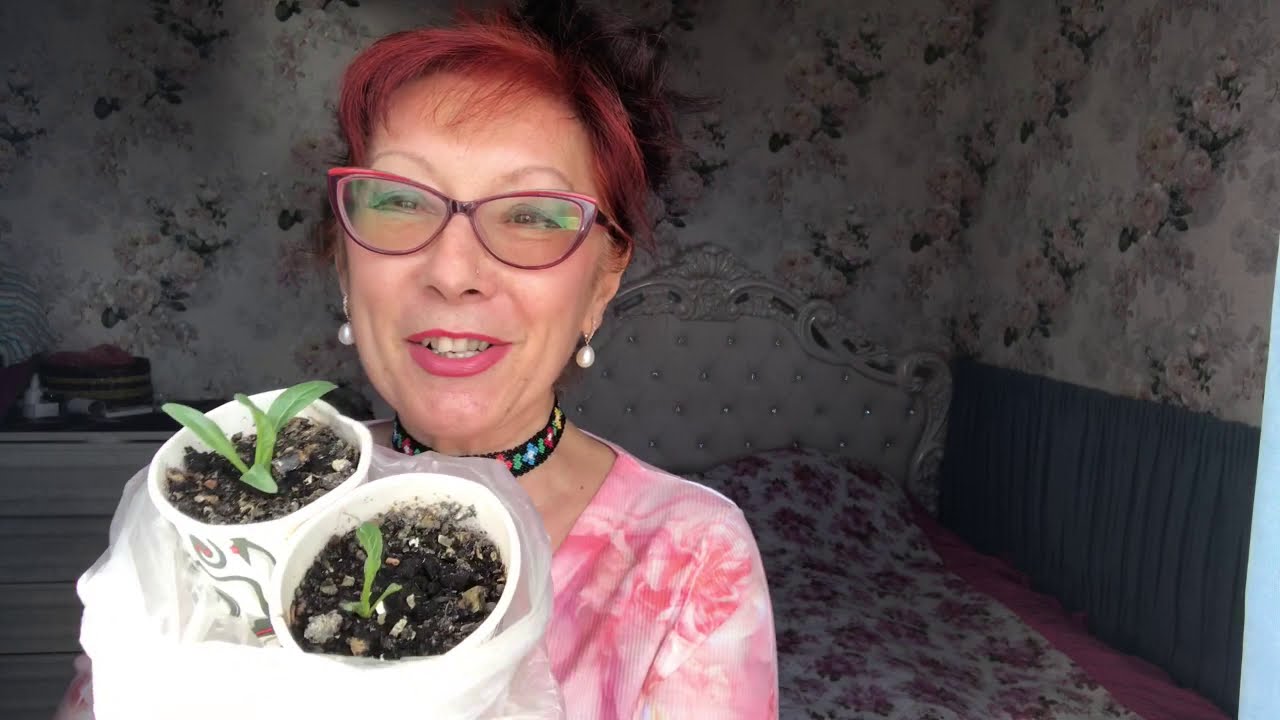 140. # 2. Мандрагора Выращивание Из Семян до месяца...