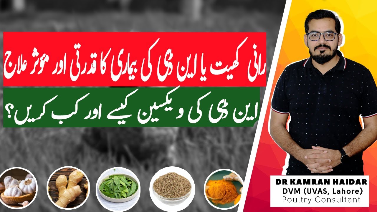 How to Treat ND in Chickens Naturally? | Practical & Natural Treatment for ND in Birds