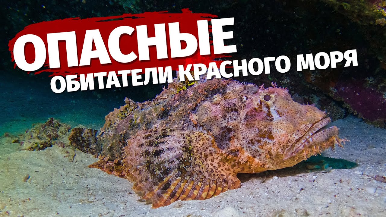 ⛔️ Самые опасные морские обитатели Красного моря 🇪🇬 Египет 2022