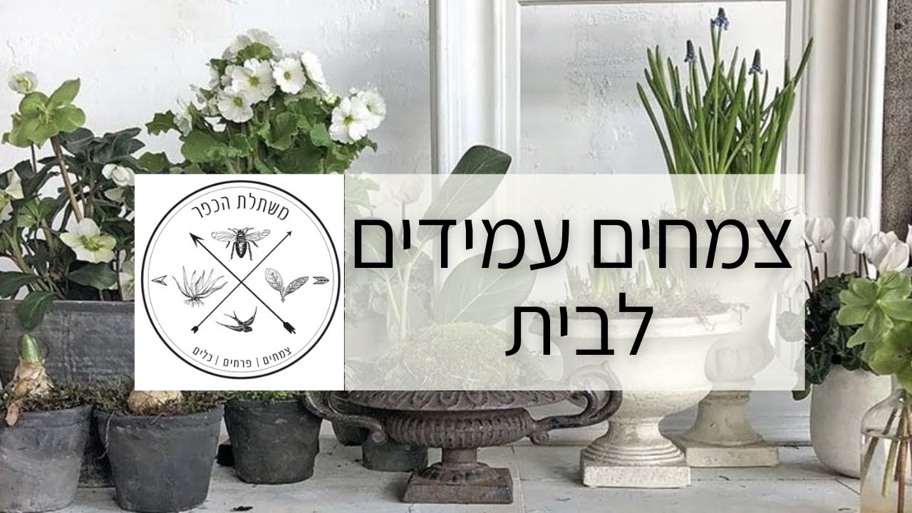 צמחים עמידים לבית - 5 הצמחים האידאלים לגידול בפנים הבית