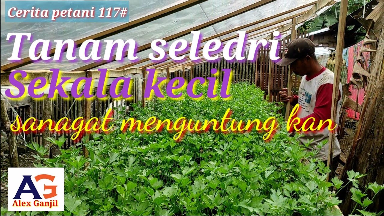 Cerita petani,  2jt perbulan penghasialan dari menanam seledri ( sop) walaupun hanya sekala kecil..