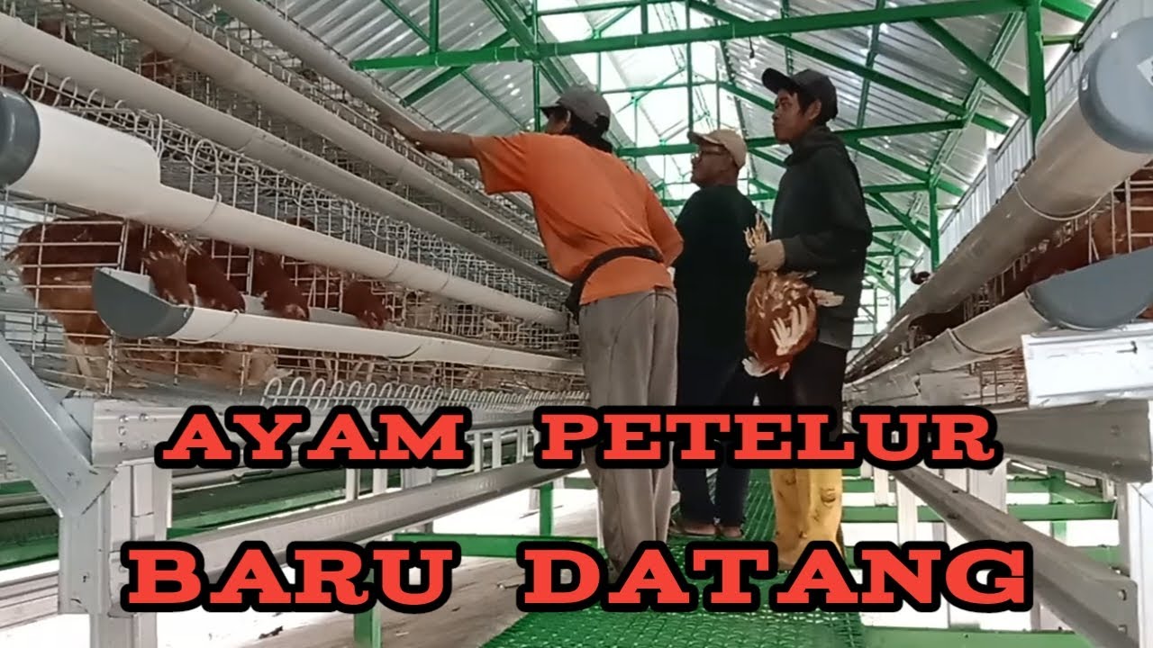 proses memasukan ayam petelur di kandang batrai Galvanis