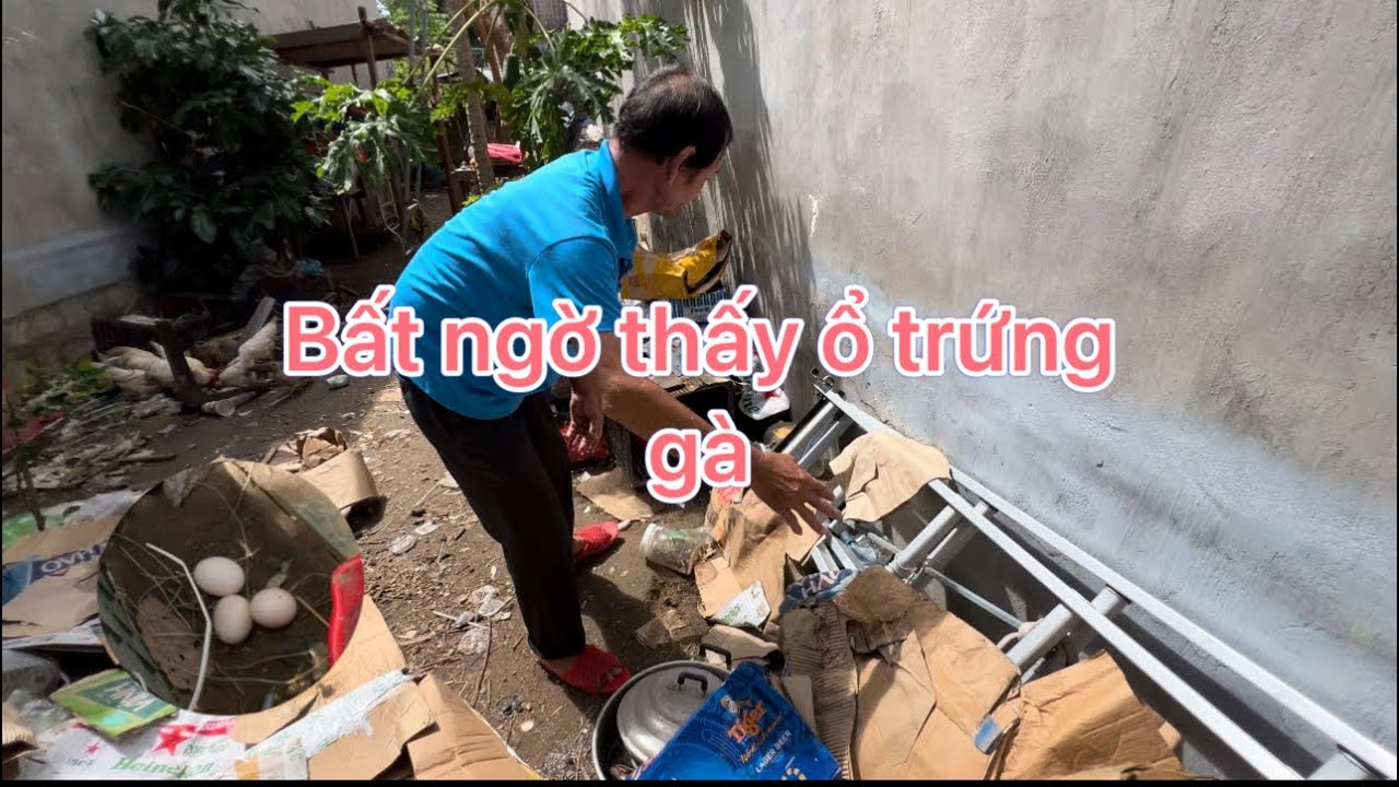 Bất ngờ thấy ổ trứng gà của ông già sau bao ngày lục đục