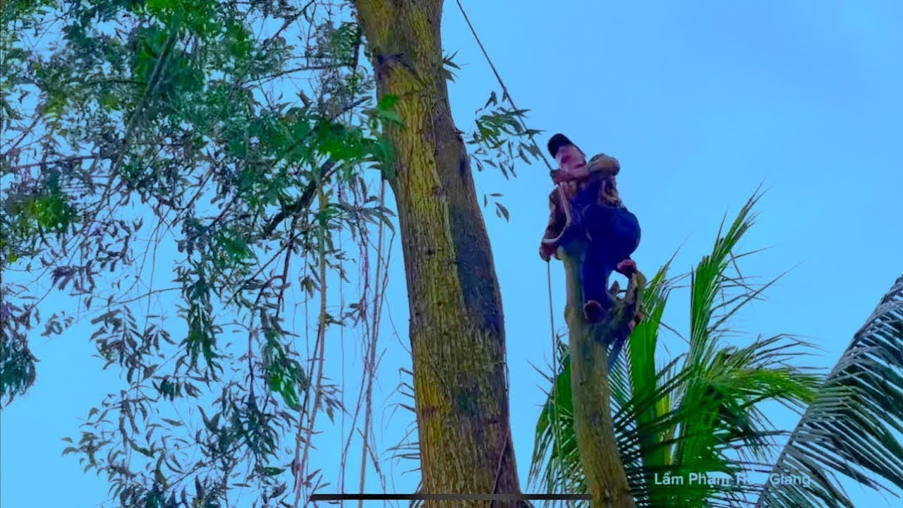 A Hiền E Cường cưa những cây tràm bông vàng lúc trời đang mưa bão ập đến 