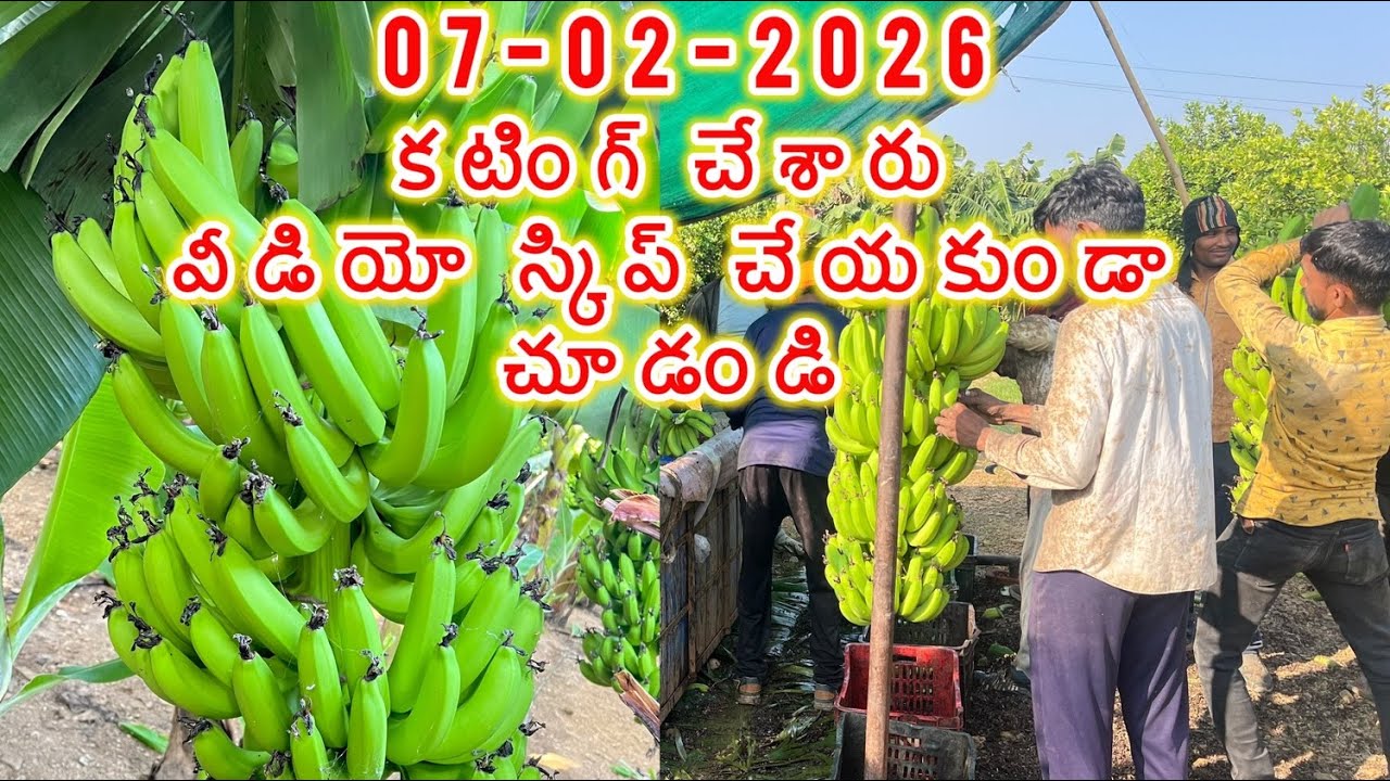 మైక్రోసన్ ఎన్ని చెట్లకి ఎన్ని టన్నుల కాయలు తెగాయి  .#trending #banana #farmer